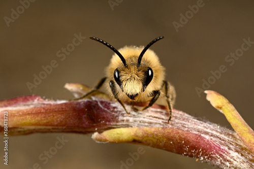 Spring mining bee (Colletes cunicularius) on Coltsfoot // Frühlings-Seidenbiene auf Huflattich © bennytrapp