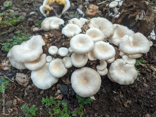 mushroom plant in the ground