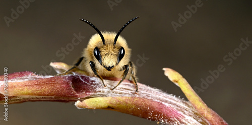 Wildbiene: Frühlings-Seidenbiene // Vernal colletes (Colletes cunicularius)