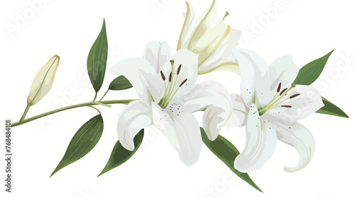 Lily. White ilium lilies. Beautiful spring flowers. photo