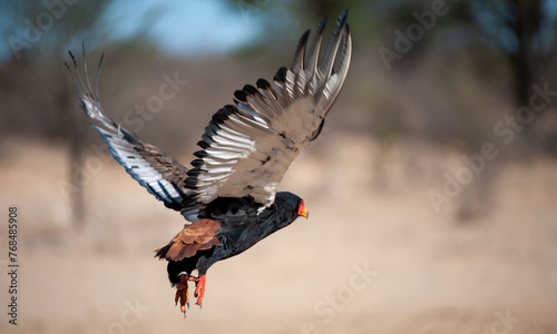 Bateleur (Terathopius ecaudatus) Kgalagadi Transfrontier Park, South Africa