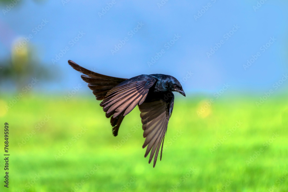 Fototapeta premium Black drongo in the sky
