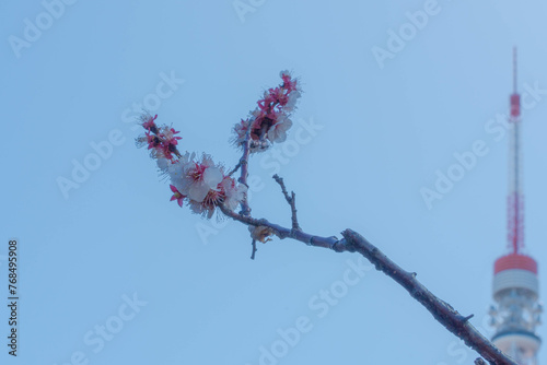 麻布台ヒルズの桜の花
 photo