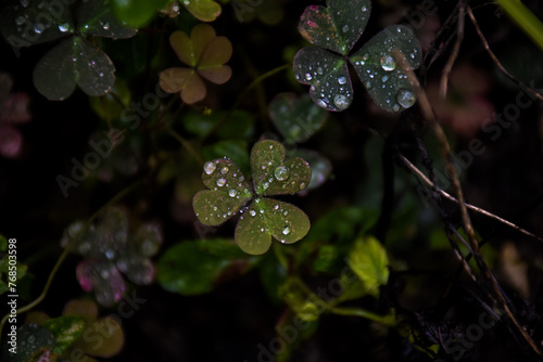 drops of dew on the leaf
