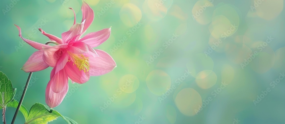 Fototapeta premium A macro shot of a pink Aquilegia flower with green leaves, blooming vibrantly against a green background on a hot summer day in a garden setting.