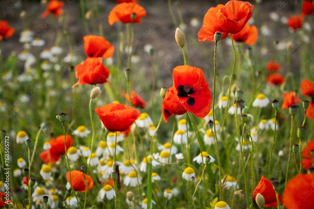 Obraz premium A poppy field at sunset. Bright scarlet poppies and white daisy flowers in close-up. Warm atmospheric summer background. soft focus, blurry movement. The concept of summer, warm evenings. Postcard