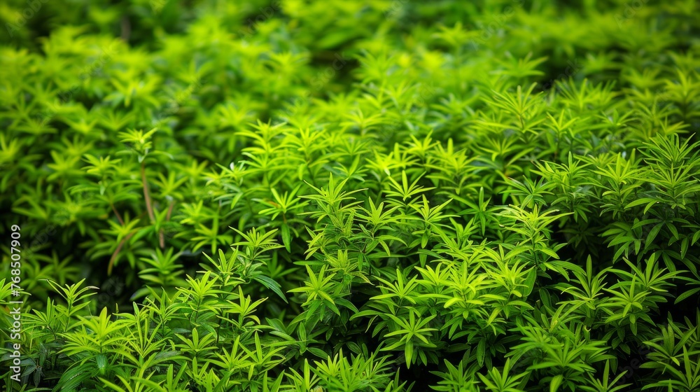 Dense green leaves of a plant creating a vibrant natural pattern, symbolizing growth and ecology.