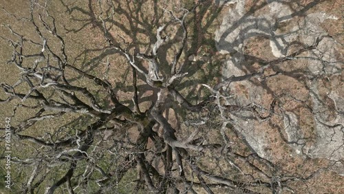 Aerial drone top down ancient tree in Catalunya Spain countryside Lady's Oak Roble de la Señora, very old natural landmark in Europe photo