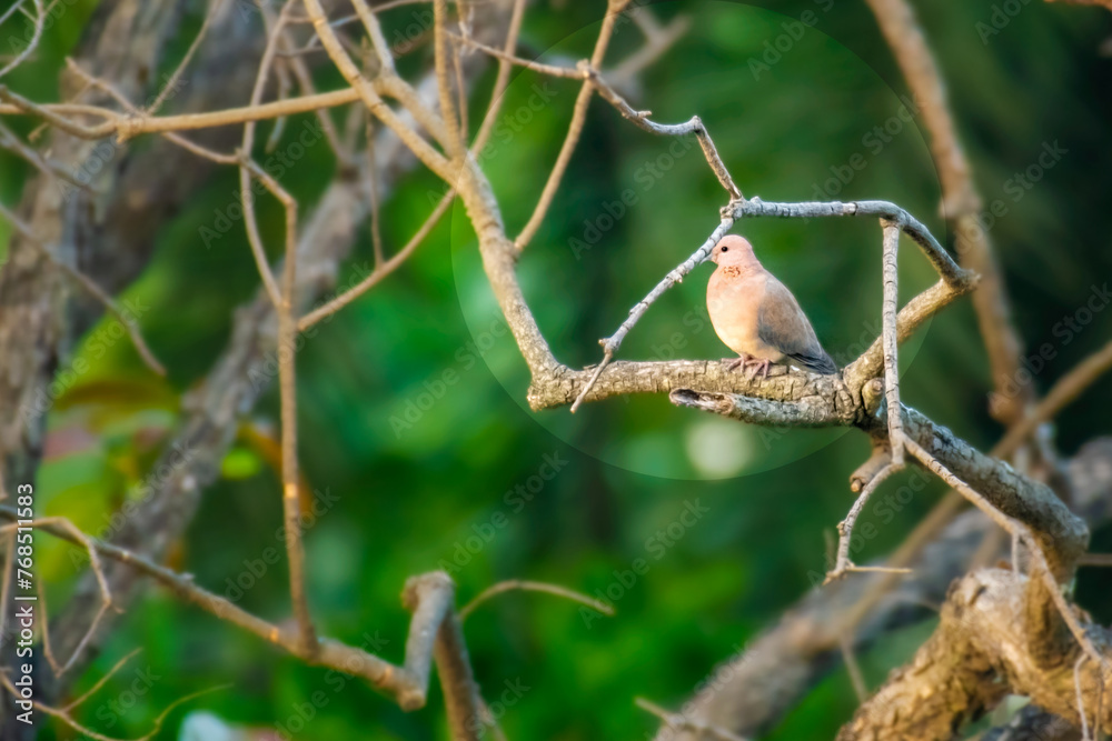 Fototapeta premium Forest Dove on tree during winter season