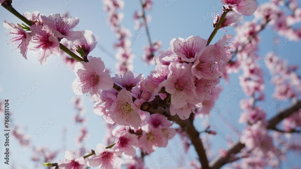 Close up Pink Peach Flower petal Blossoms In Spring Season against sun flare Close up Pink Peach Flower petal Blossoms In Spring Season against sun flare