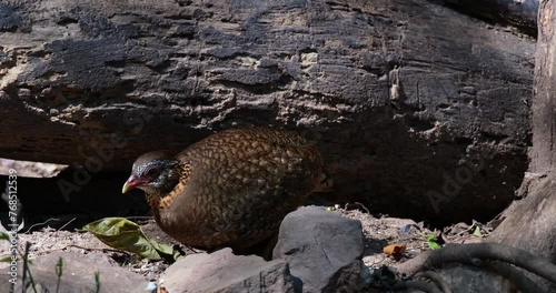 Seen foraging right next to a fallen log deep in the forest, Scaly-breasted Partridge Tropicoperdix chloropus, Thailand photo