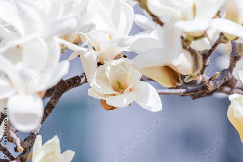 White magnolias are in full bloom. warm sunshine - mokryeon, Yulan magnolia, Magnolia denudata photo