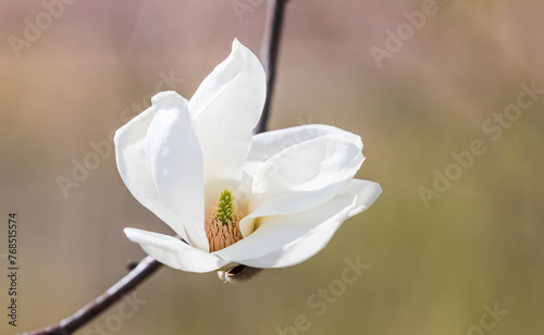 A white magnolia in full bloom. warm sunshine - mokryeon, Yulan magnolia, Magnolia denudata photo