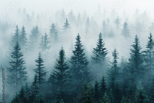 Enchanting Misty Forest Landscape with Tall Pine Trees on a Foggy Morning photo