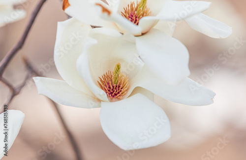 A white magnolia in full bloom. warm sunshine - mokryeon, kobushi magnolia, Magnolia kobus photo
