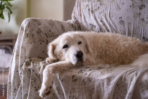 Beautiful mature Kuvasz dog resting on the couch in the living room