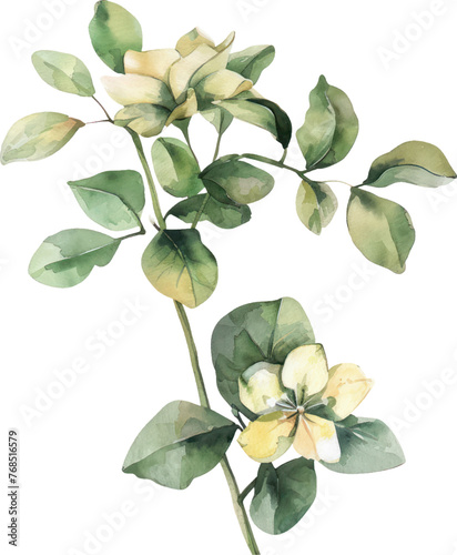 Money Plant  watercolor isolate illustration vector.