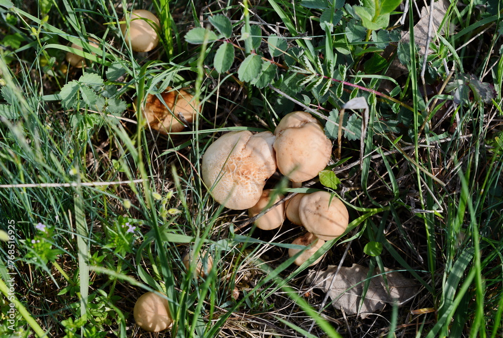 Edible Wild Fairy ring mushrooms (Marasmius oreades) fungi growing in semi circles in the grassland field Edible Wild Fairy ring mushrooms (Marasmius oreades) fungi growing in semi circles in the grassland field