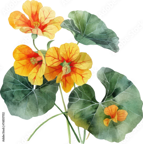Nasturtium flower watercolor isolate illustration vector.
