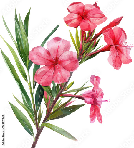 Fototapeta Naklejka Na Ścianę i Meble -  Oleander  flower watercolor isolate illustration vector.