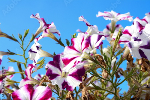 Beautiful petunia plant multicolored blooming flower bud on a natural meadow lawn background photo garden copy space, Summer time season horizontal small grip macro close up shot. Gardening seed photo
