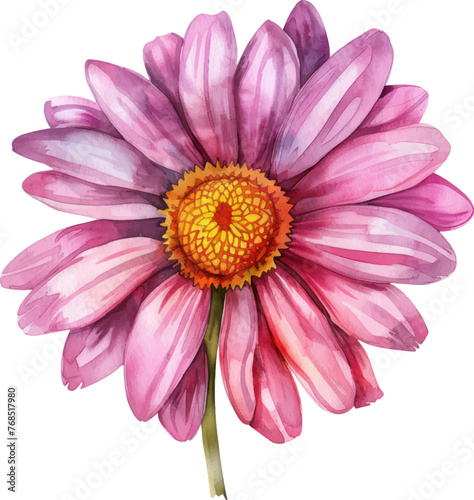 Painted Daisy flower watercolor isolate illustration vector. © Sachchakorn
