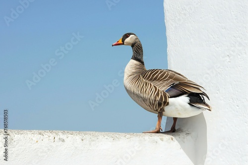 A greylag goose, Anser anser, standing on a wall photo