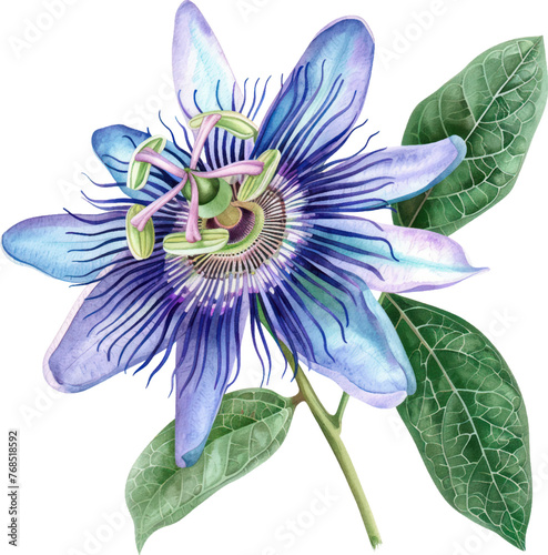 Passionflower watercolor isolate illustration vector.
