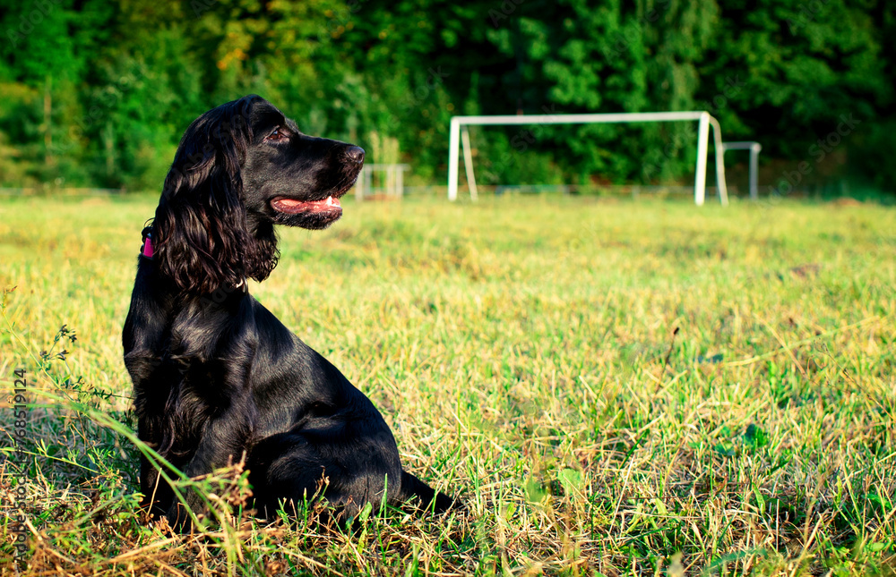 English cocker spaniel of black color sits sideways on the grass. The dog turned its head to the side. He is ten months old. Walk. The dog looks carefully. The photo is blurred.