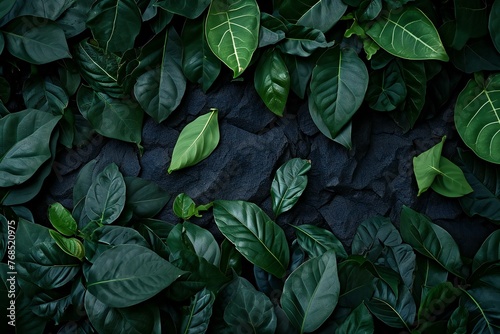 Green leaves on a dark stone background, Flat lay, top view