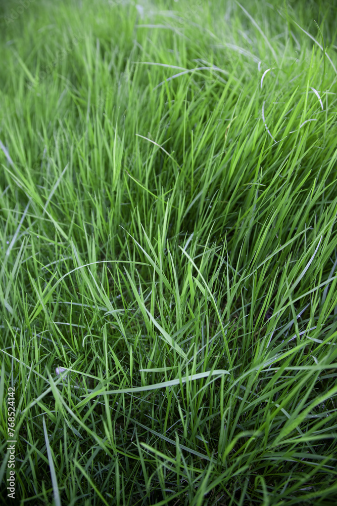Wet grass in the forest
