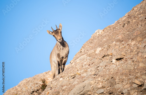 Female ibex in the wild on a rock. photo