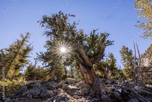 Ancient Bristlecone pine with sunburst photo