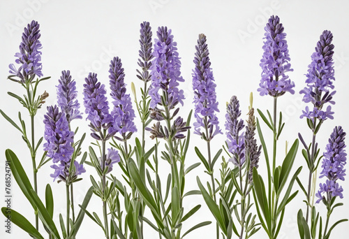 Set lavender flowers group isolated on white background colorful background