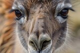 close view of a guanacos eyes and lashes