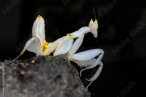 Flower mantis in dark background