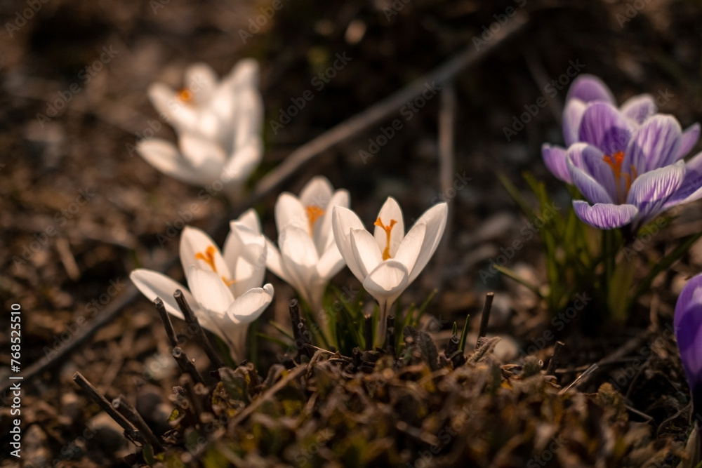 Obraz premium Crocuses