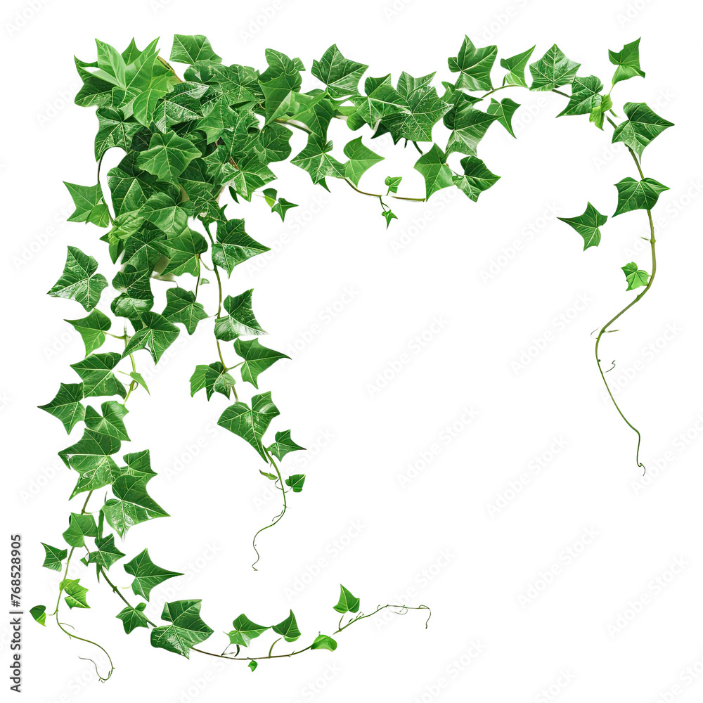 Vine plant climbing creeper border isolated on transparent background Vine plant climbing creeper border isolated on transparent background