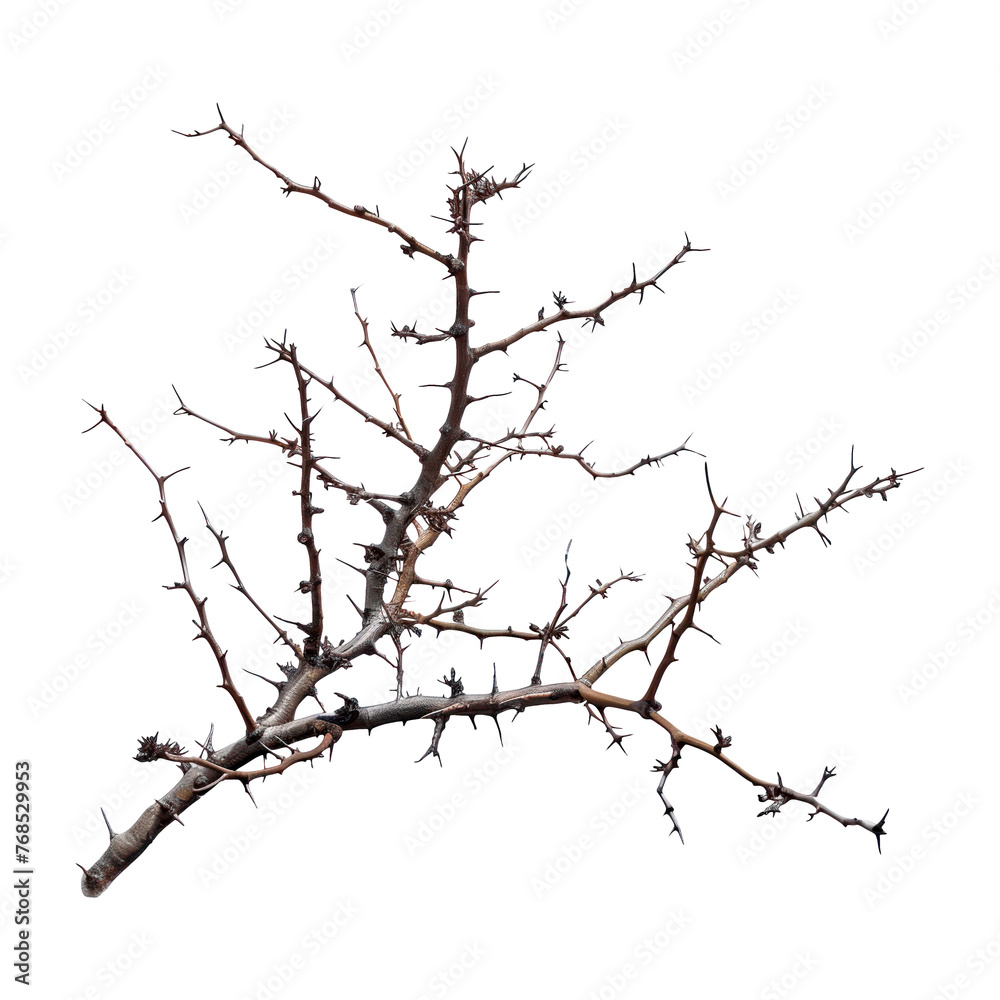 Branches of thorns. Isolated on transparent background. Branches of thorns. Isolated on transparent background.