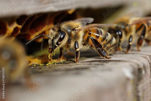 closeup of worker bee carrying pollen to hive