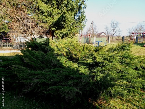 Decorative thuja in the yard. A beautiful bush of green thuja on a grassy lawn. Spring landscape with green plants.