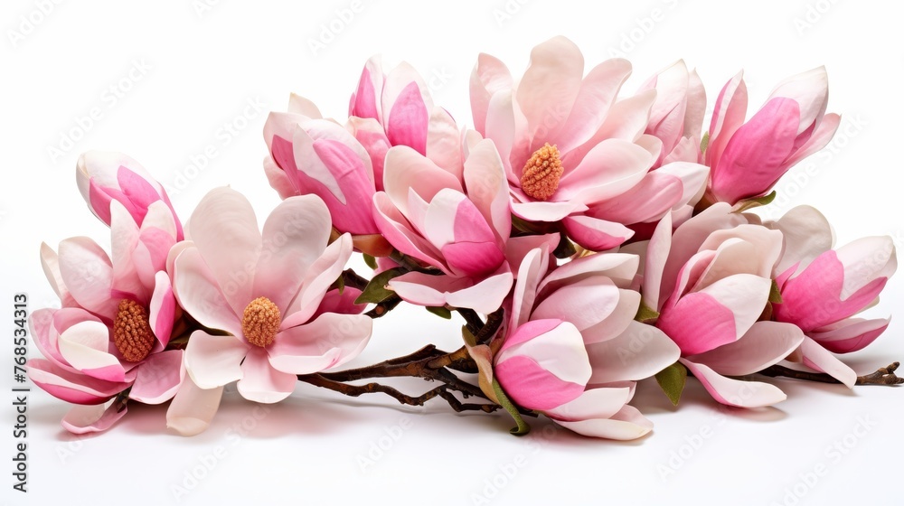 Obraz premium Pink magnolia blossoms in spring isolated on white background, delicate flowers branch