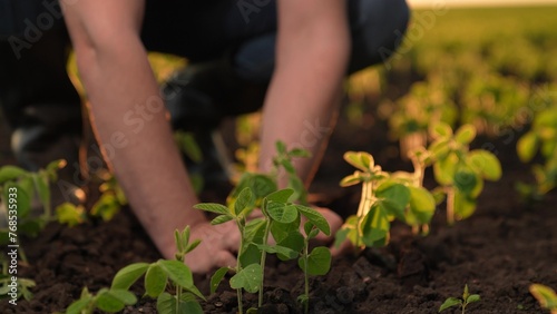 farmer hands, hand planting fresh seedling sunset, young sprout business, food planting sprouts ground, farmer plants green sprout sunset. farmer business growing seedling field. agriculture business