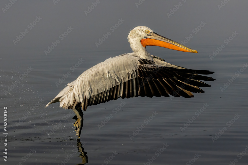 Obraz premium Dalmatian Pelican of Kerkini Lake