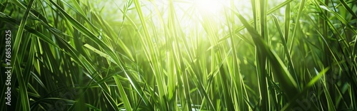 The sun shines on the green grass, with a closeup of tall ears of rice in spring and a panoramic view. Idyllic scene of nature, showcasing harmony between plants and sunlight