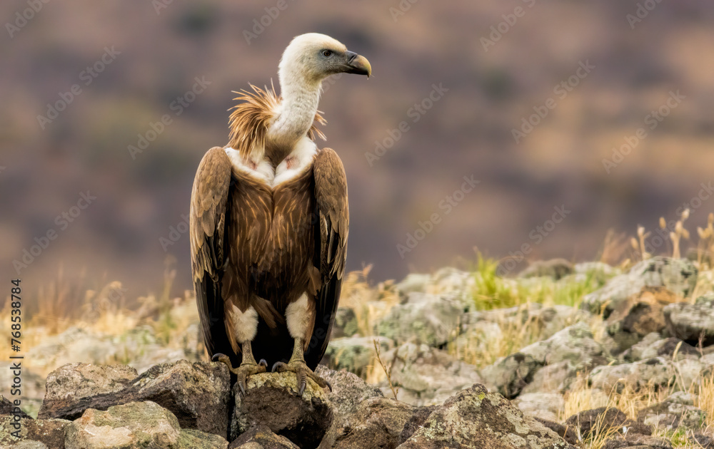 Griffon Vulture (Gyps fulvus) on feeding station Griffon Vulture (Gyps fulvus) on feeding station