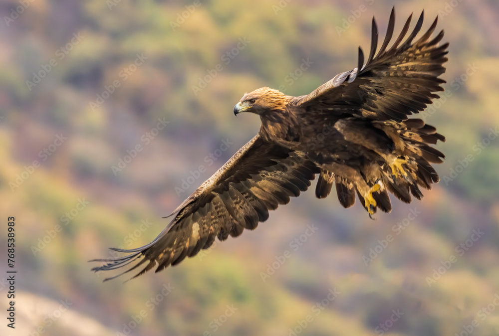 Obraz premium Action photography of Golden Eagle