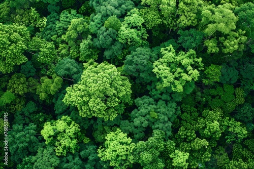 View from above shows a lush forest with a high density of trees creating a canopy of greenery