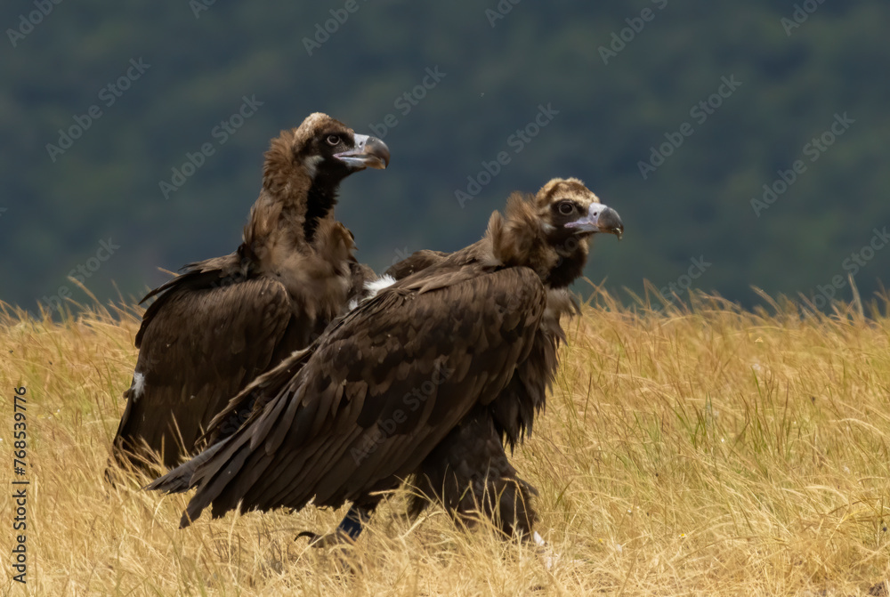 Cinereous vulture sitting on feeding station Cinereous vulture sitting on feeding station