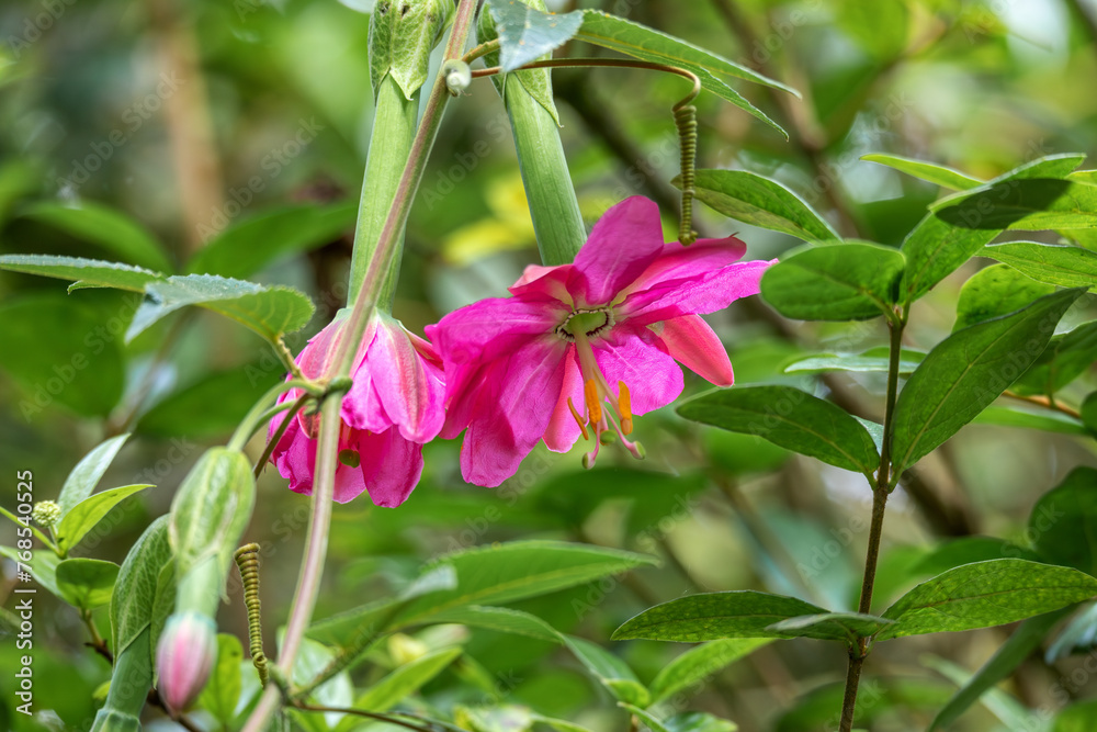 Obraz premium Passiflora tripartita, called curuba, tumbo, curuba de Castilla and tumbo serrano, flower species of Passiflora. Cundinamarca Department, Colombia